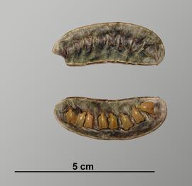   Fruit,nbsp;seeds:   Senna alexandrina , legume dissected longitudinally to show seeds inside; Photo by V. Brewster, USDA APHIS PPQ, imageID.idtools.org
